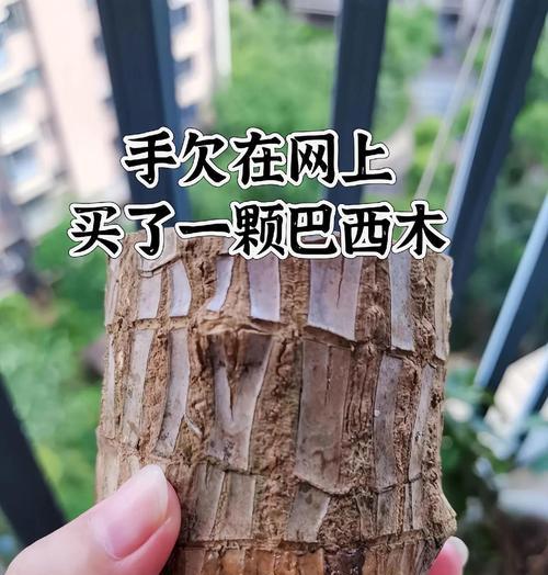 巴西木有哪些品种？巴西木品种的特征是什么？