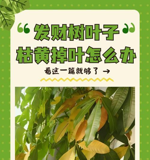 发财树黄叶的原因是什么？