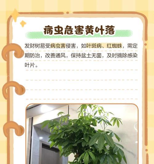 发财树黄叶的原因是什么？