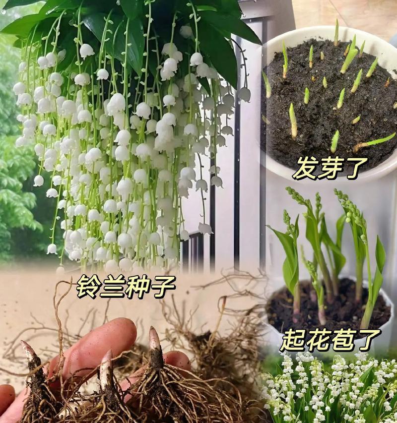 铃兰根的种植步骤是什么？种植铃兰根需要注意什么？