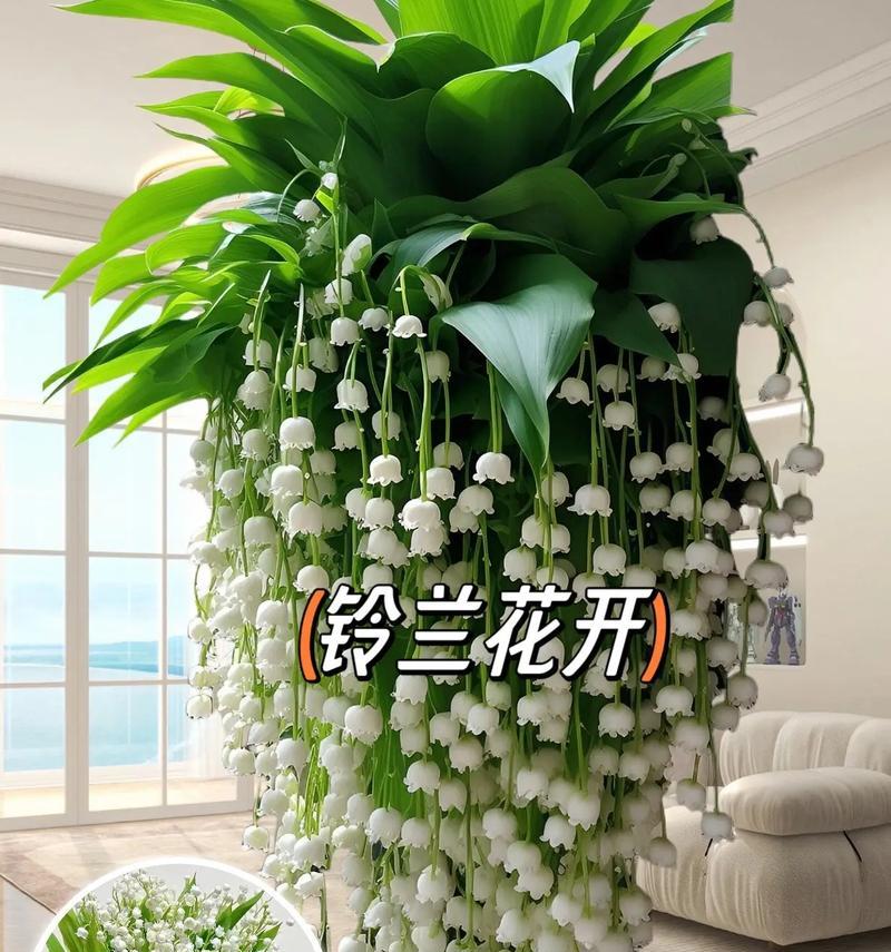 铃兰根的种植步骤是什么？种植铃兰根需要注意什么？