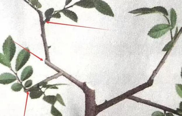 抹芽操作的目的是什么？