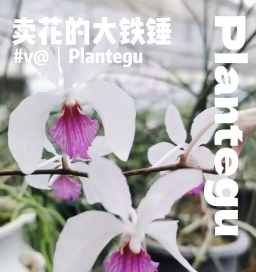 舌兰的养殖技巧有哪些？