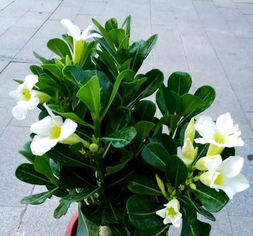 牵牛花浇水的正确方法是什么？多久浇一次？