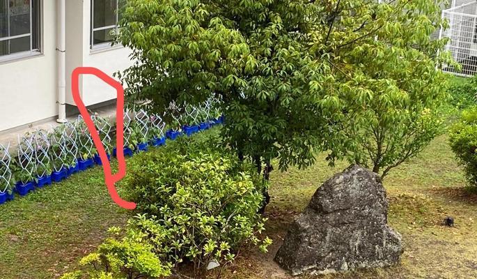 牵牛花浇水的正确方法是什么？多久浇一次？
