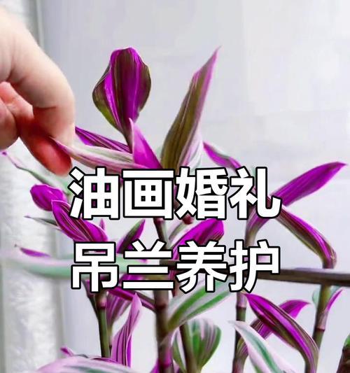 吊兰的养护技巧和常见问题有哪些？