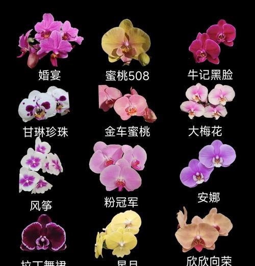 蝴蝶兰第二年开花的秘诀是什么？如何确保蝴蝶兰的持续开花？
