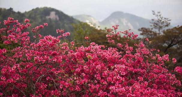 映山红的养护技巧有哪些？如何让映山红开出更多花朵？