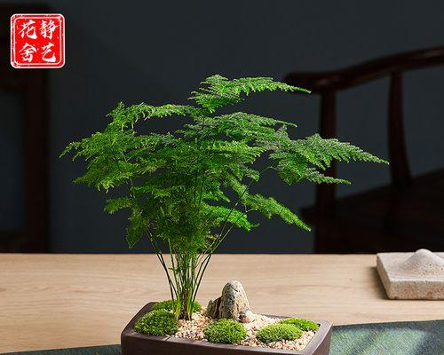 办公桌适合哪些盆栽植物？如何选择既美观又易打理的植物？