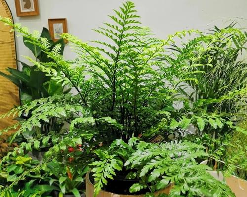 办公桌适合哪些盆栽植物？如何选择既美观又易打理的植物？