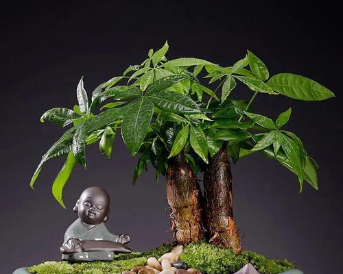 办公桌适合哪些盆栽植物？如何选择既美观又易打理的植物？