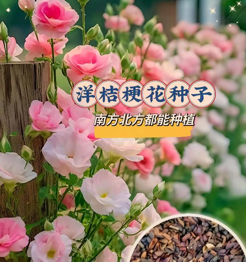 洋桔梗种植需要哪种土壤？
