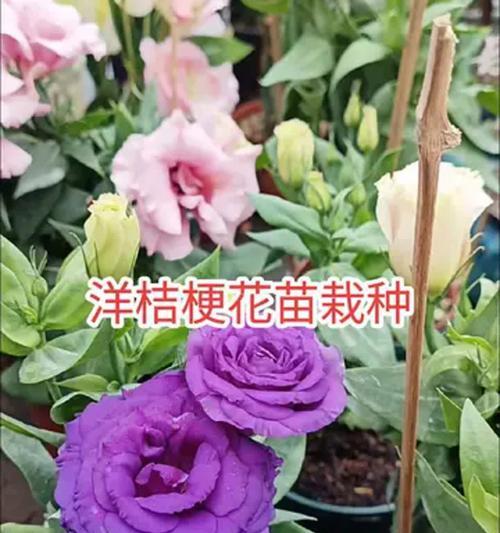 洋桔梗种植需要哪种土壤？