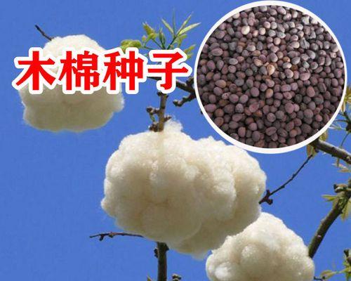 木棉种子种植指南：木棉种子的正确种植步骤是什么？