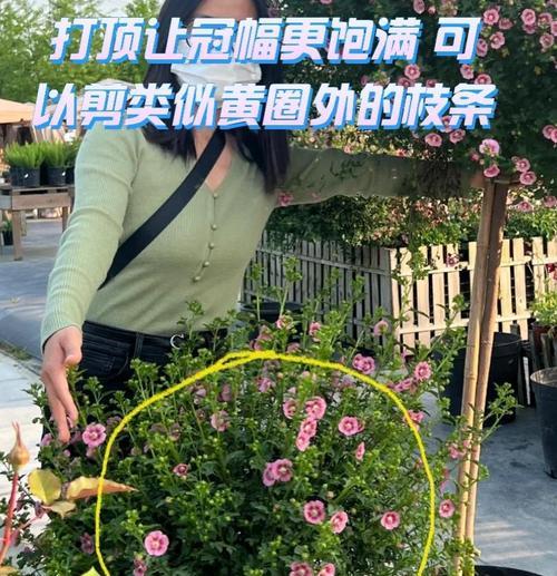 木槿发芽的最佳时间是什么时候？