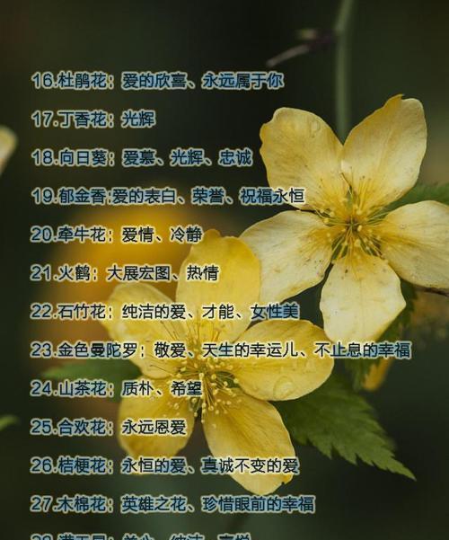 锦司晃的养殖方法是什么？如何保持其鲜艳的颜色？