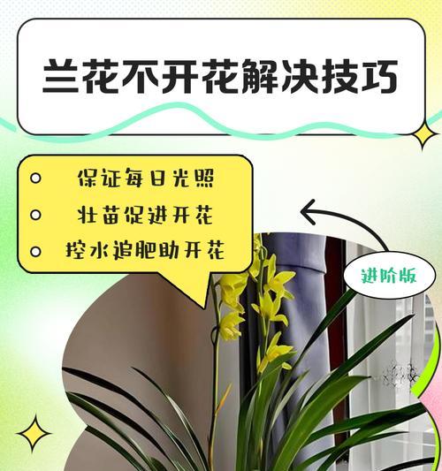 兰花繁殖技巧是什么？如何提高成功率？