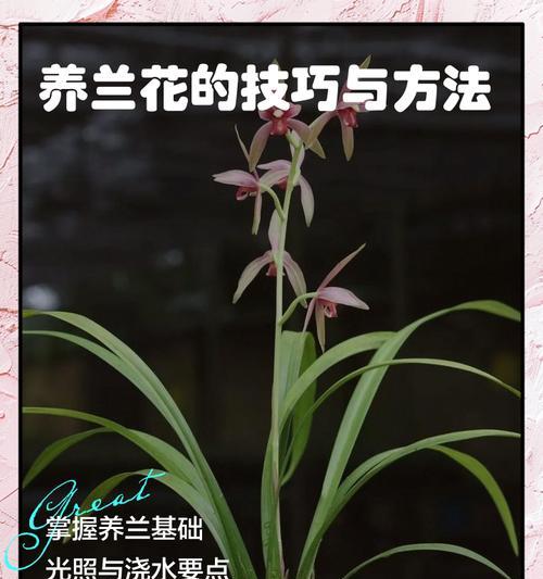 兰花繁殖技巧是什么？如何提高成功率？