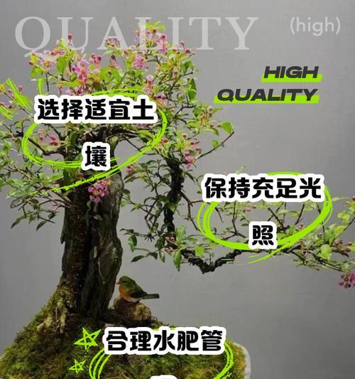 盆栽的正确养护方法是什么？