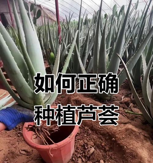 盆栽的正确养护方法是什么？