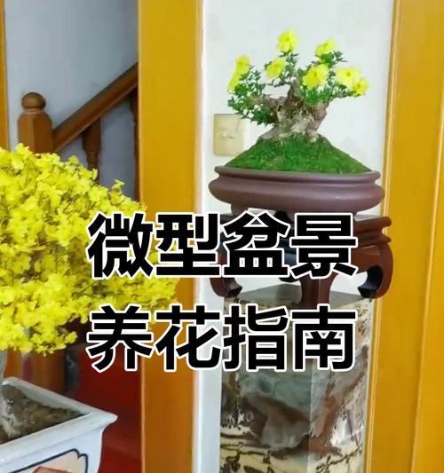 盆栽的正确养护方法是什么？