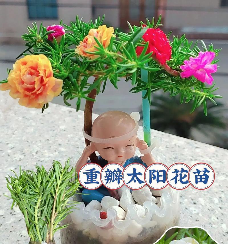 非洲太阳花的养殖技巧有哪些？