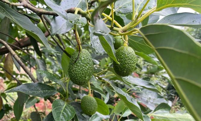 牛油果树特征：牛油果树的外观是什么样的？
