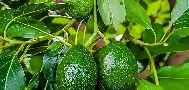 牛油果树特征：牛油果树的外观是什么样的？