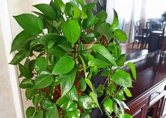 喜阴的花卉有哪些？适合室内阴凉处种植的植物推荐？