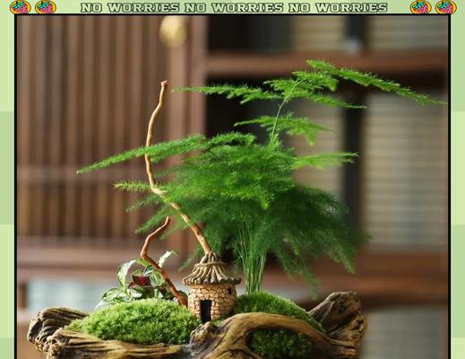 喜阴的花卉有哪些？适合室内阴凉处种植的植物推荐？
