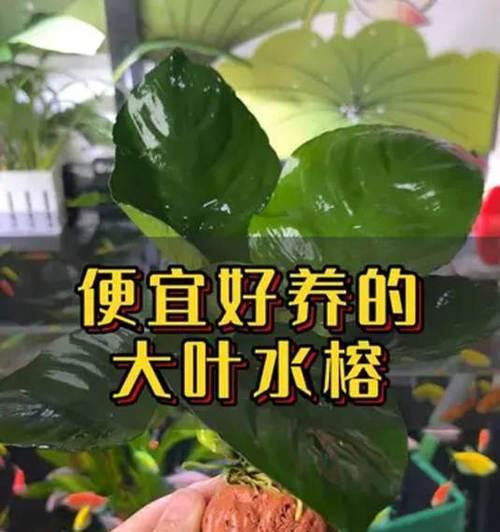 水榕品种的养殖方法是什么？水榕品种有哪些优势？