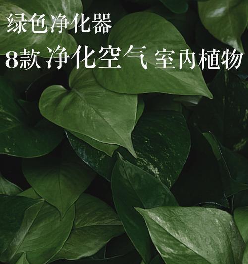 哪些植物具有净化空气的功能？
