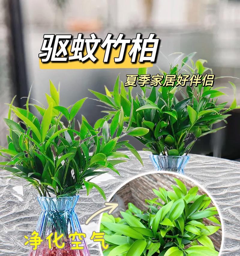 哪些植物具有净化空气的功能？