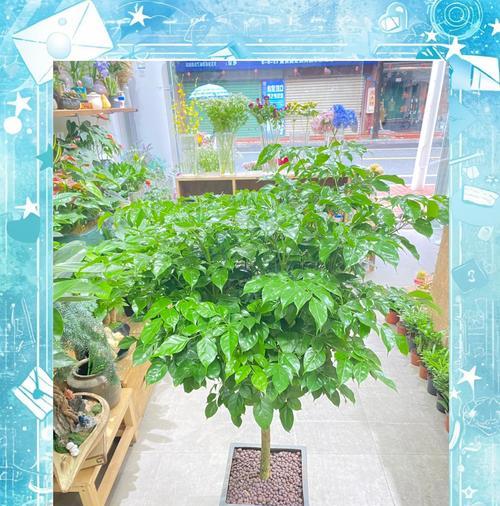 幸福树植物的正确养护方法是什么？