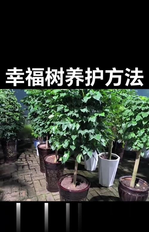 幸福树植物的正确养护方法是什么？