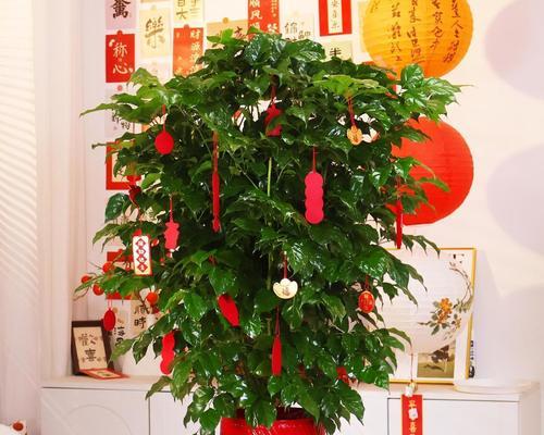 幸福树植物的正确养护方法是什么？