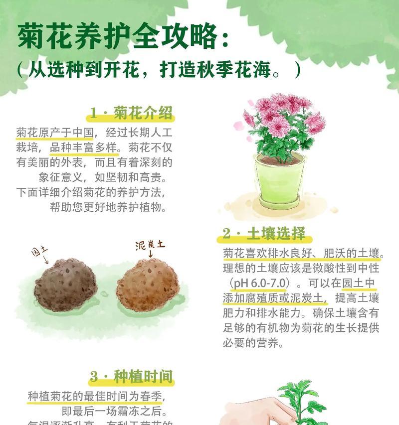 菊花是属于哪种植物类别？