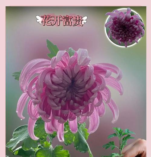 菊花是属于哪种植物类别？