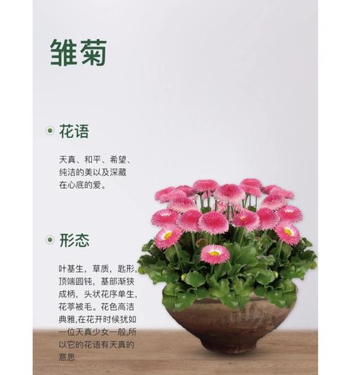 菊花是属于哪种植物类别？